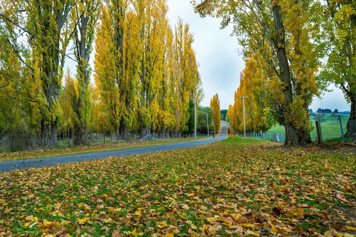 Meadow flat