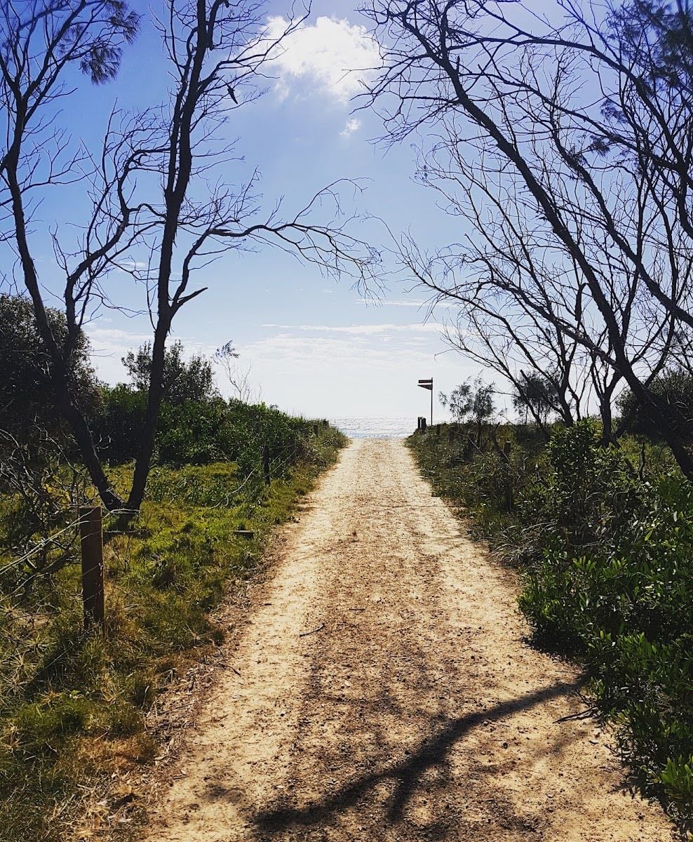 Casuarina