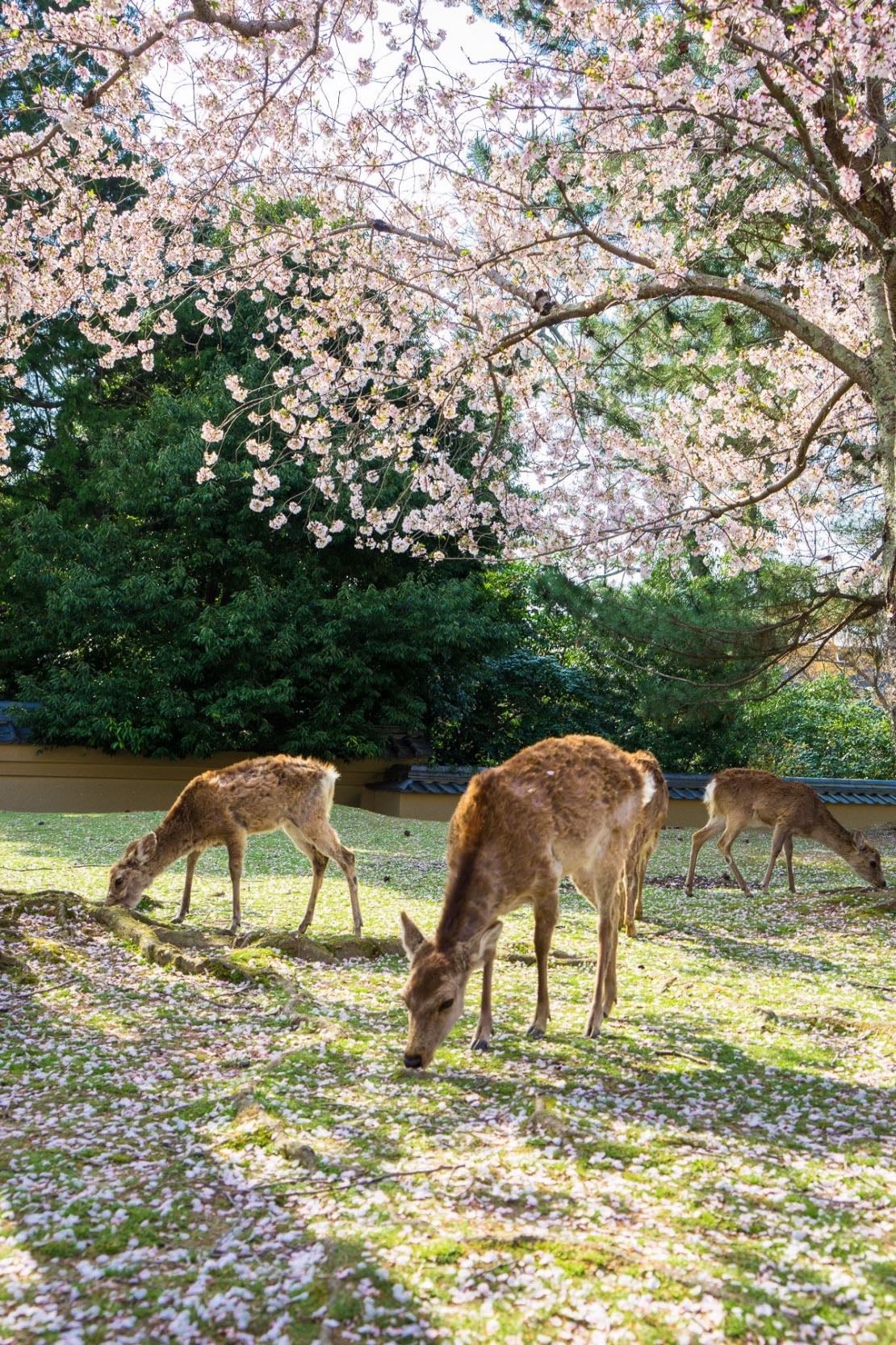 Kyoto