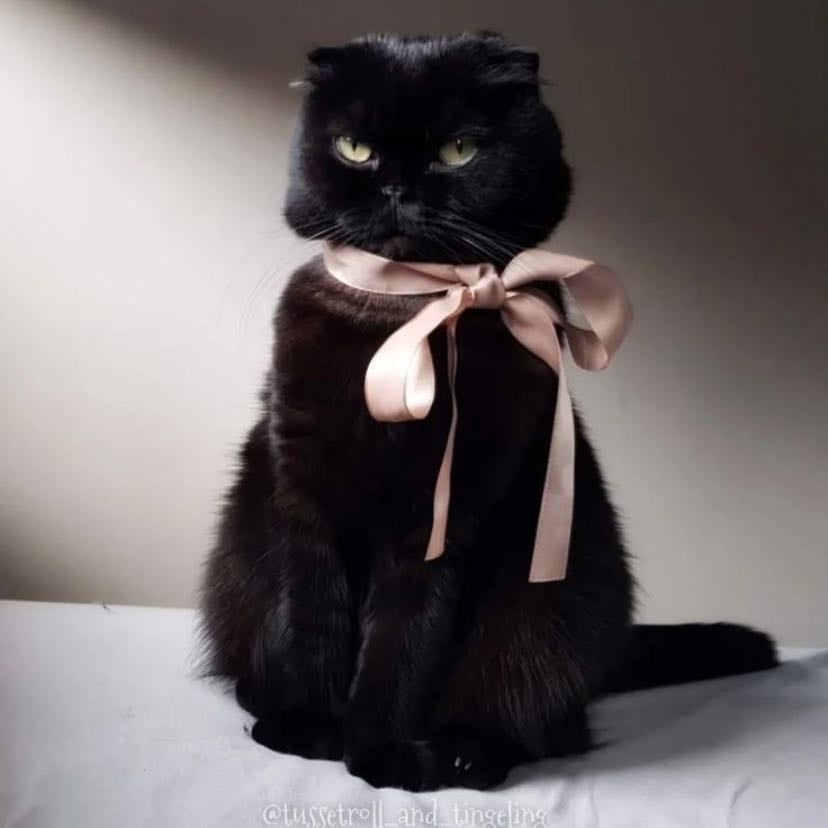 Gatos - Me encantan los gatos! Quiero muchos