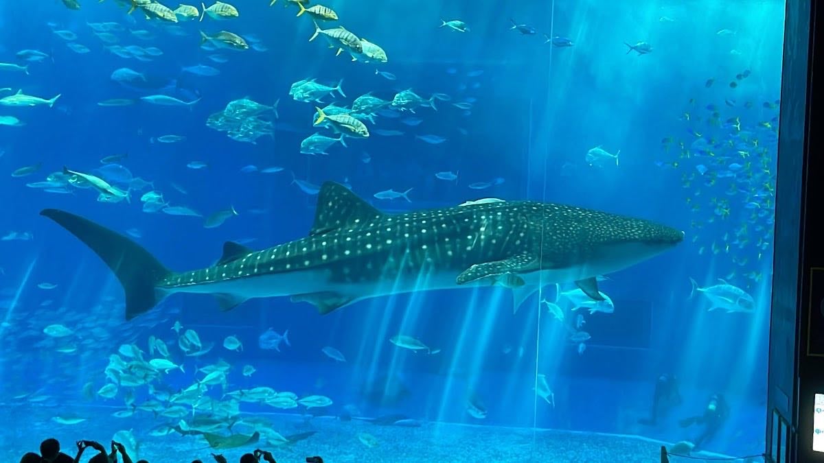 Okinawa Churaumi Aquarium