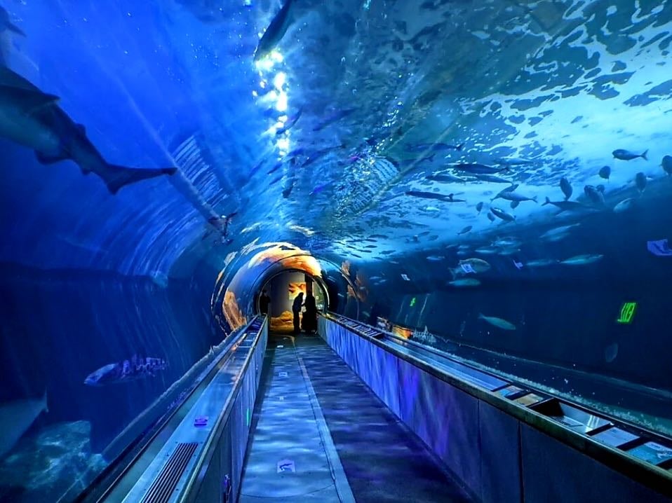 Aquarium of the Bay