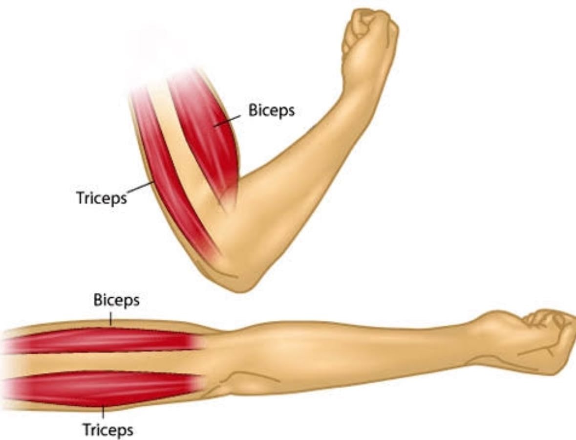 bicep, tricep, hombro - Fitness hypelist by SHARON CHALOUH ZORDOK