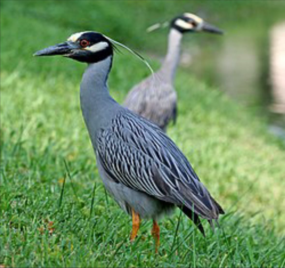Yellow-crowned Night Heron
