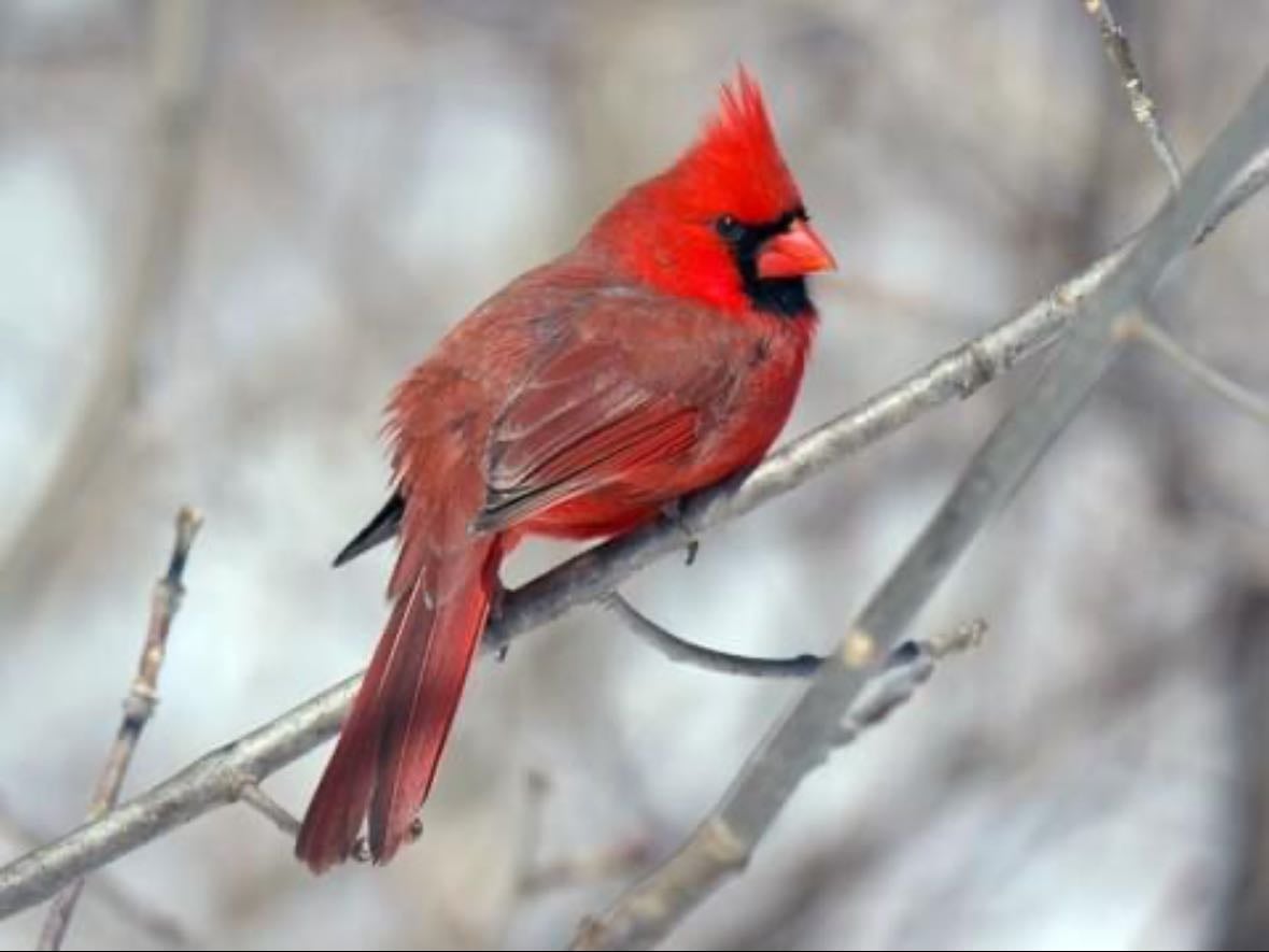Cardinal