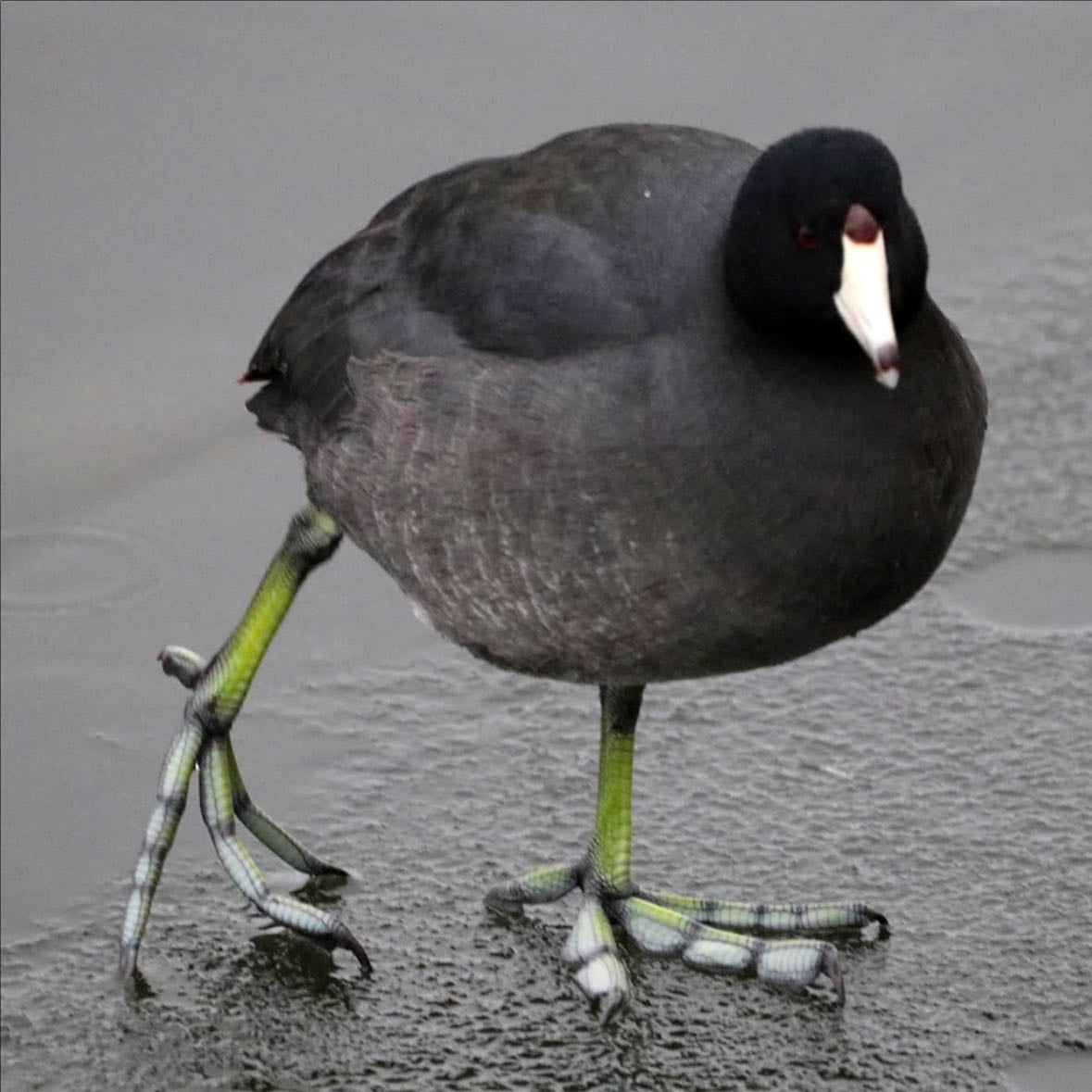 American Coot