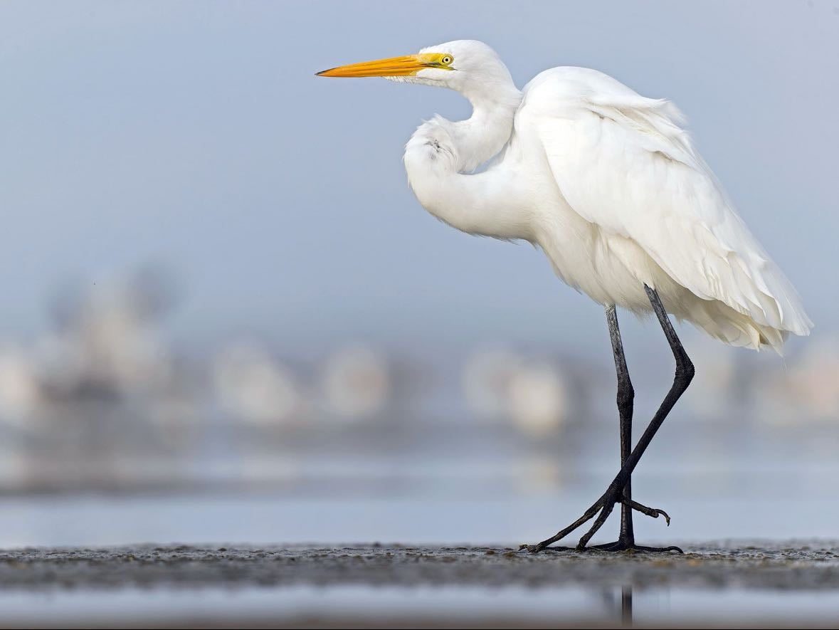 Great Egret