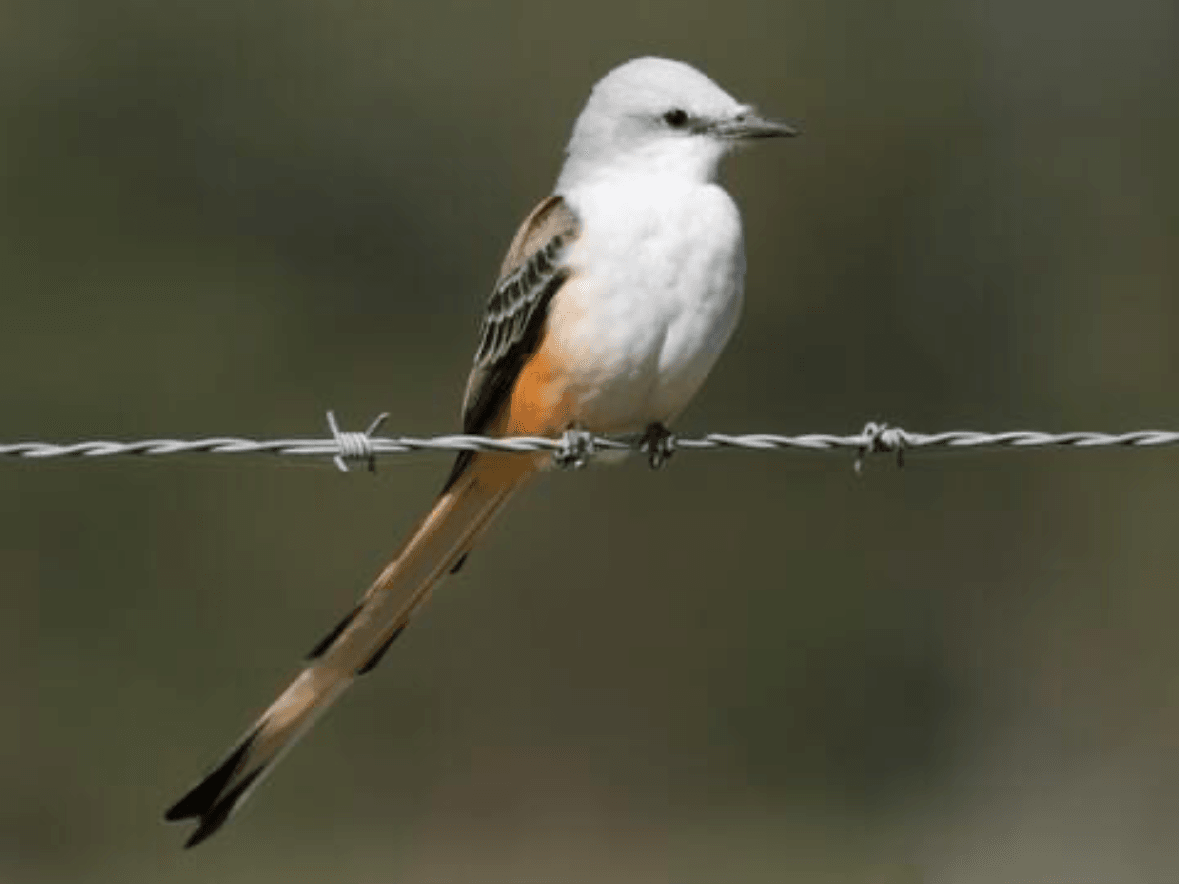 Scissor-tailed Flycatcher