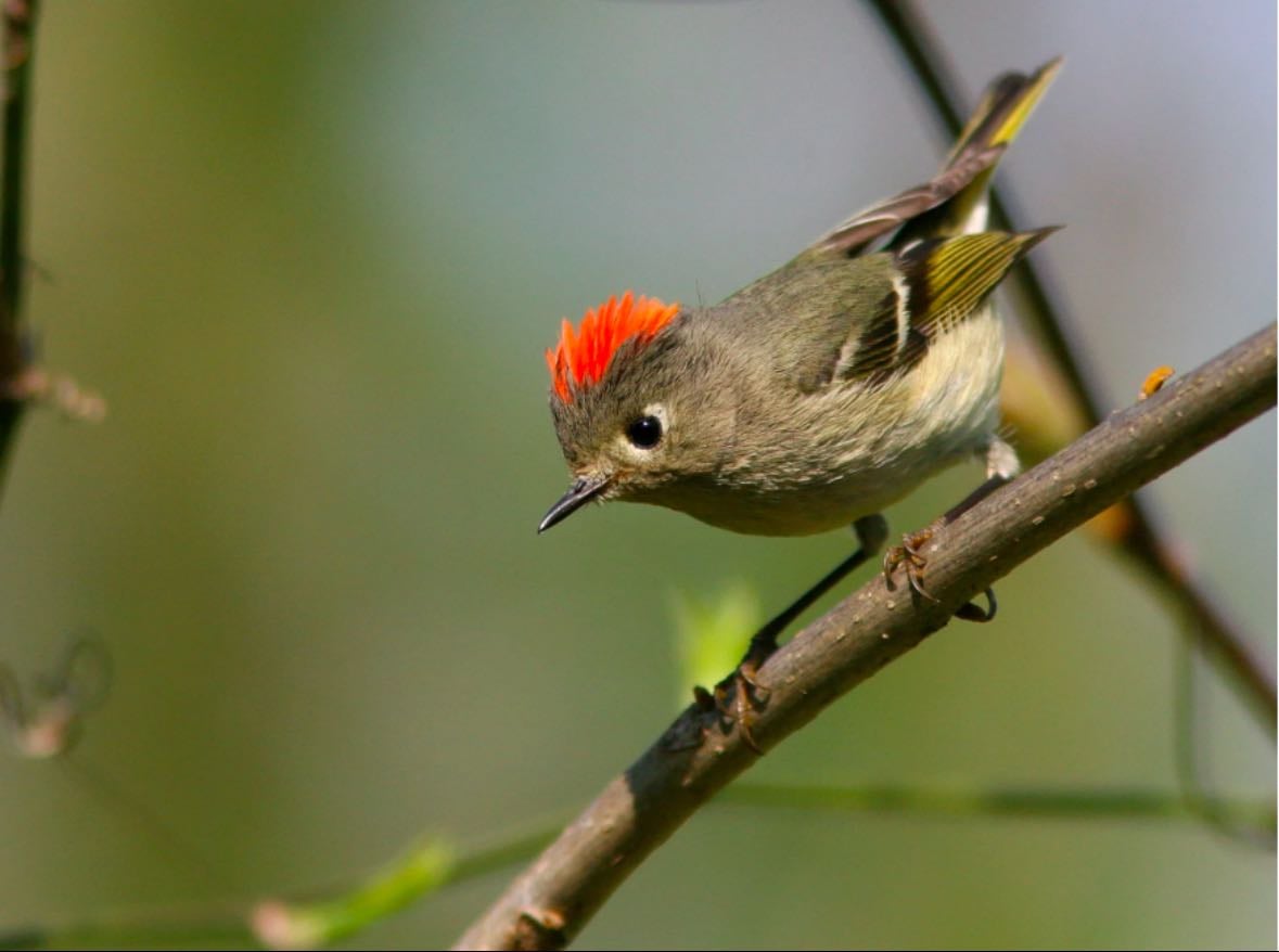 Ruby-crowned Kinglet