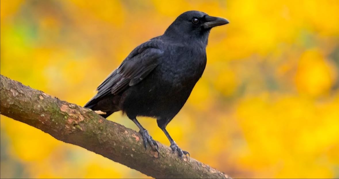 American Crow