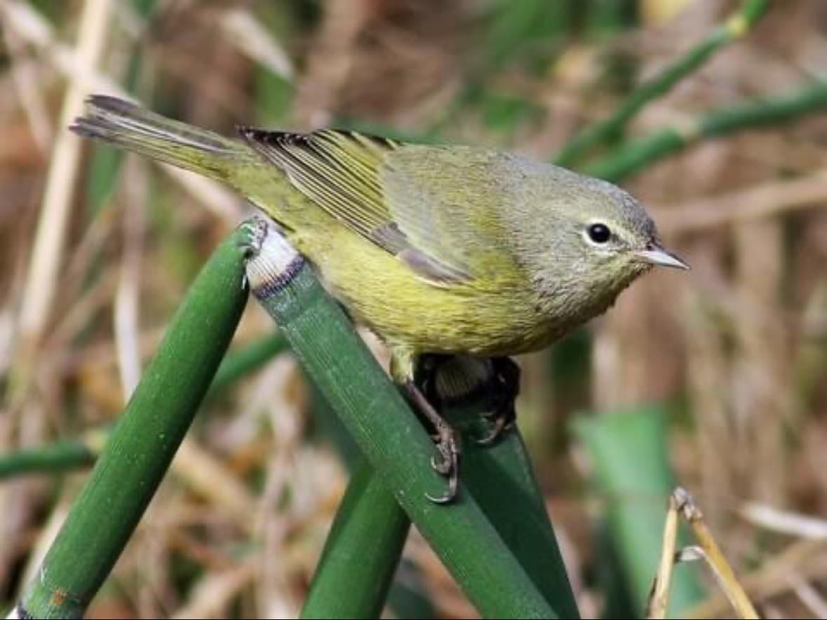 Orange-crowned Warbler