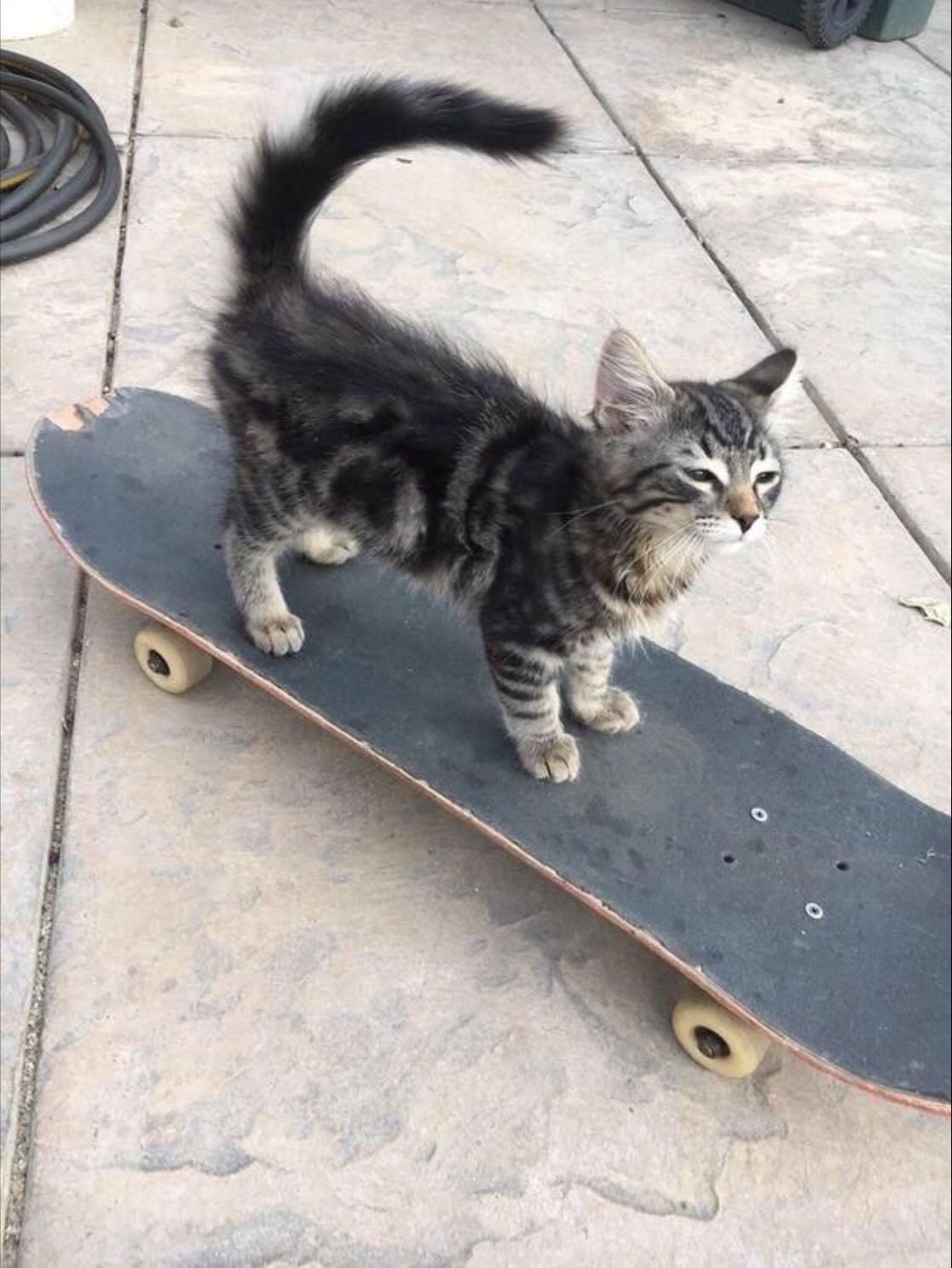Skateboard