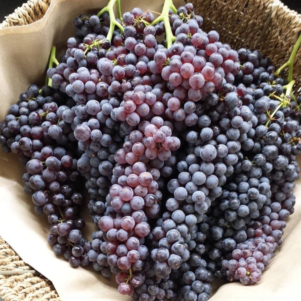 Purple grape