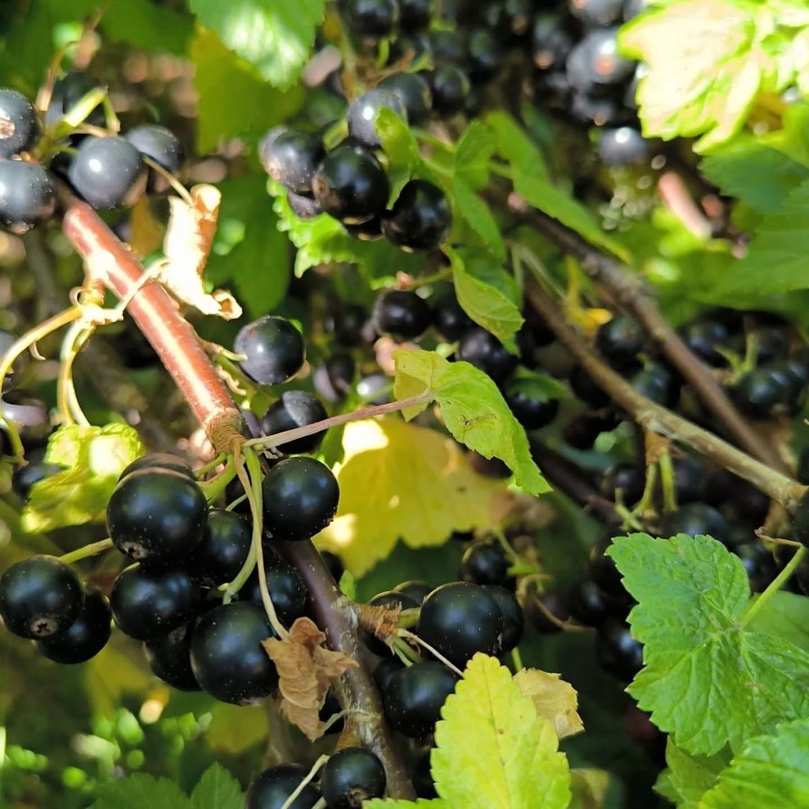 Black currant