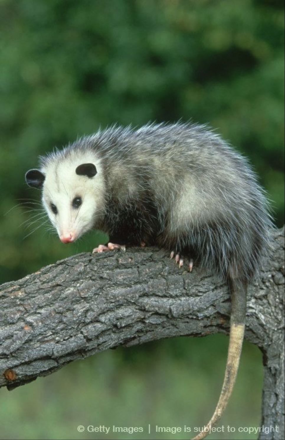 5. opossum