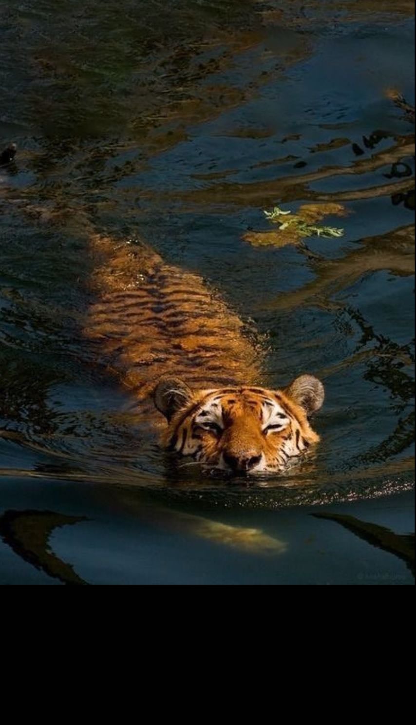 1. tiger