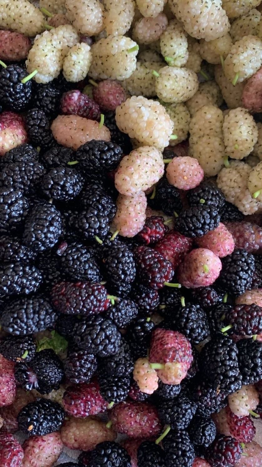 Mulberry