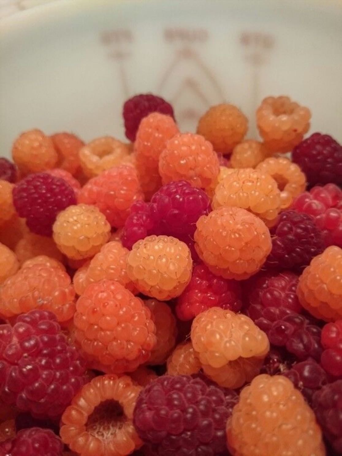 Golden raspberry