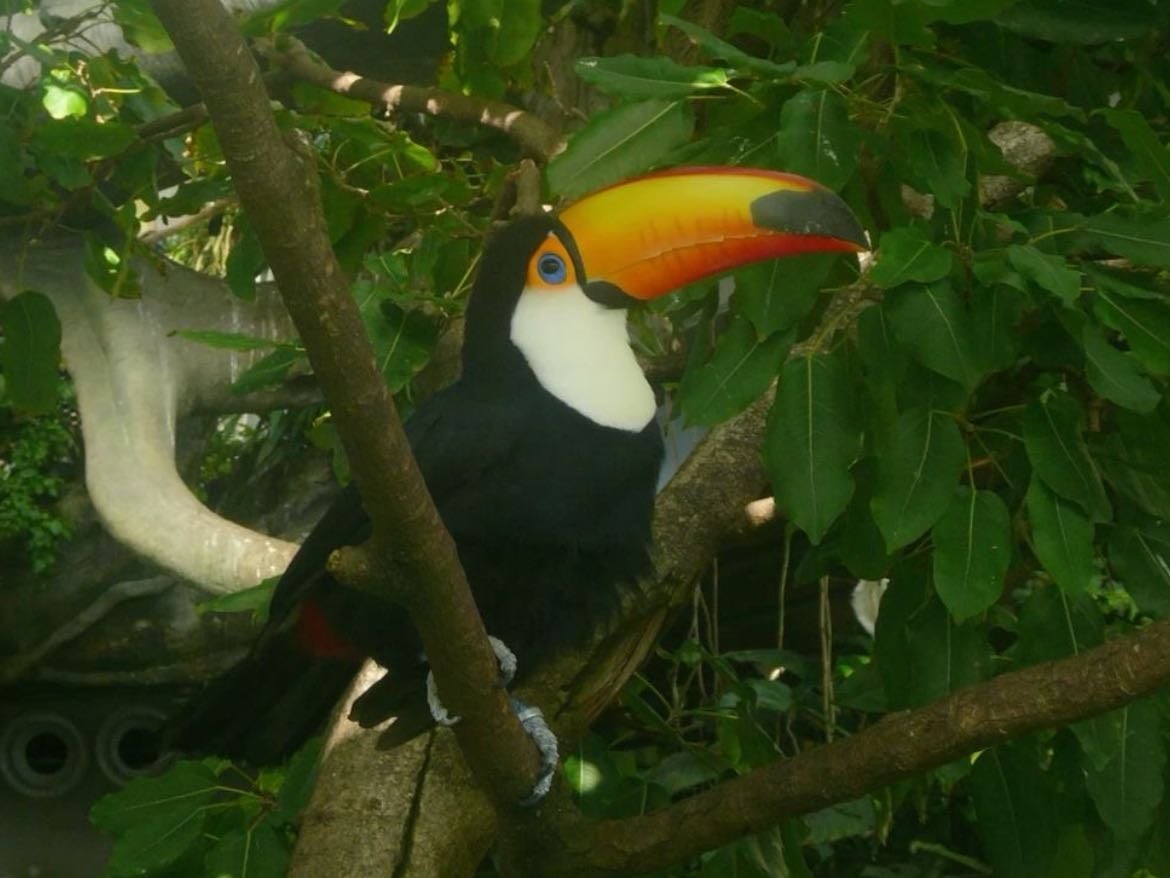 4. toucan