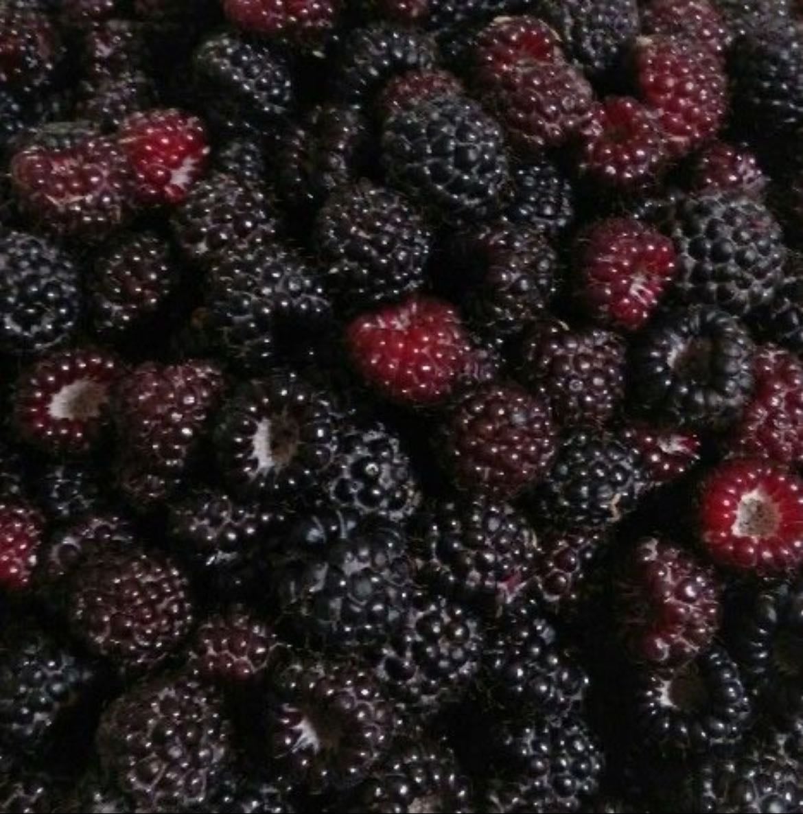 Black raspberry
