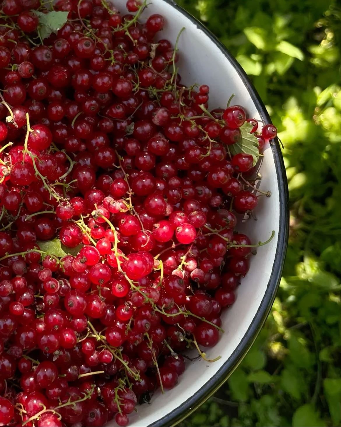 Red currant