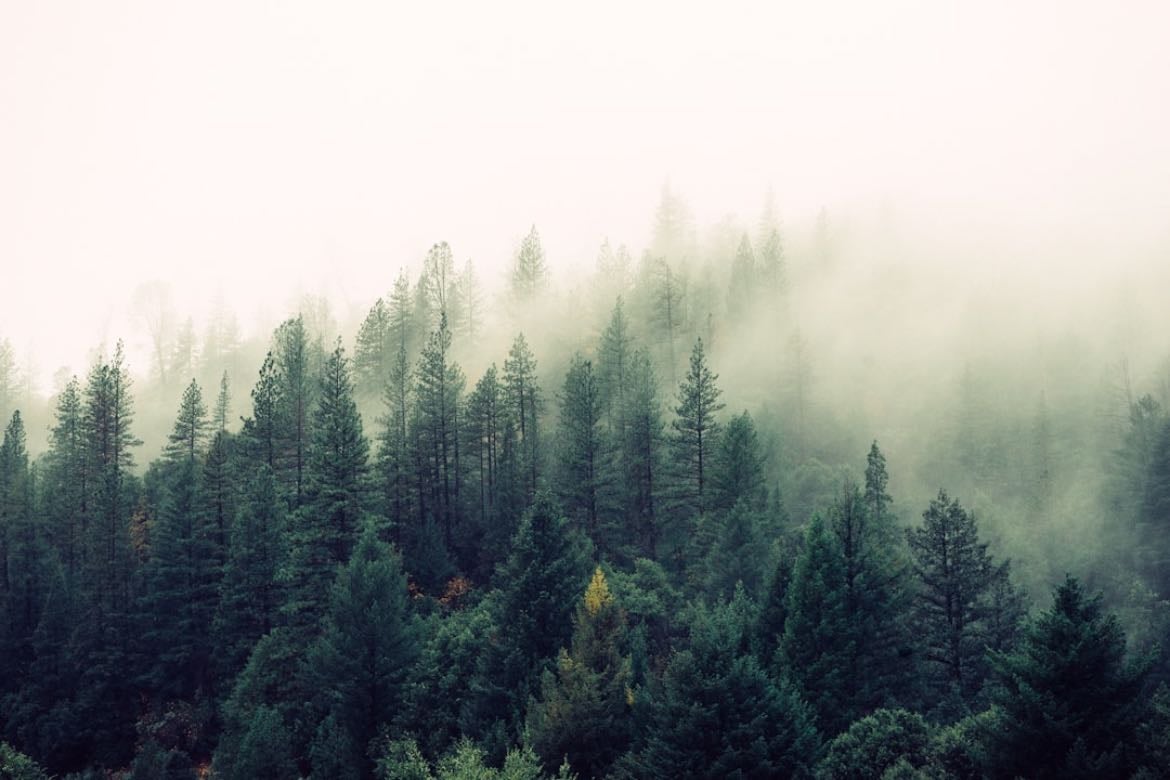Fog - James Bastien