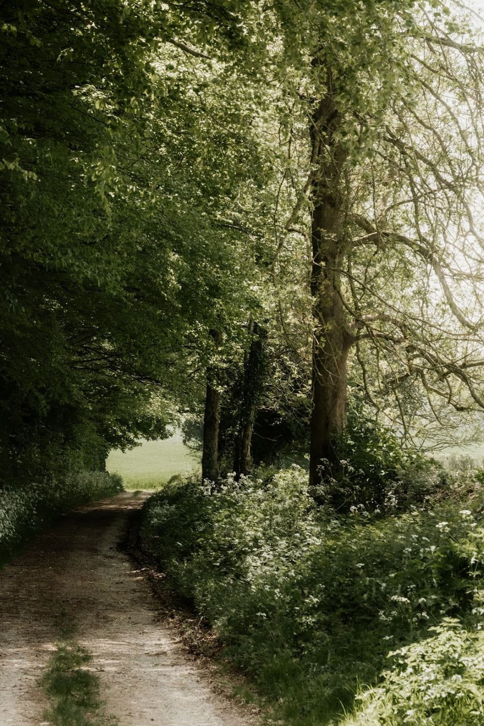 Spring - Antonio Vivaldi
