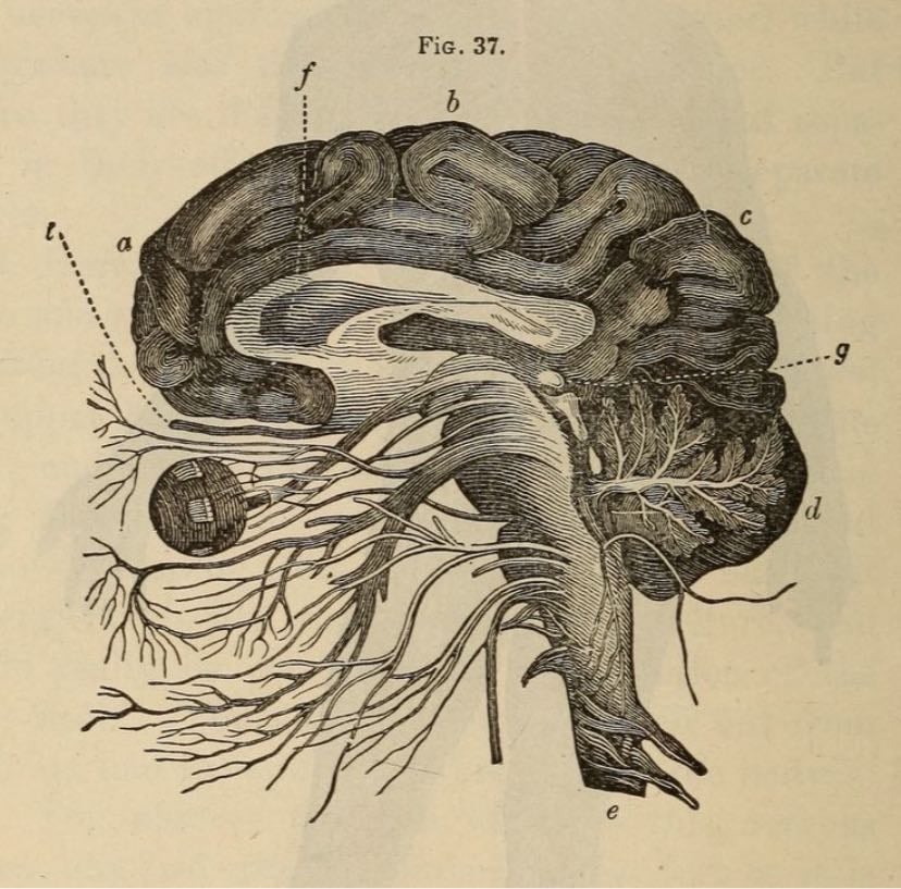 phsychology
