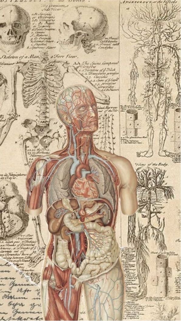 human anatomy