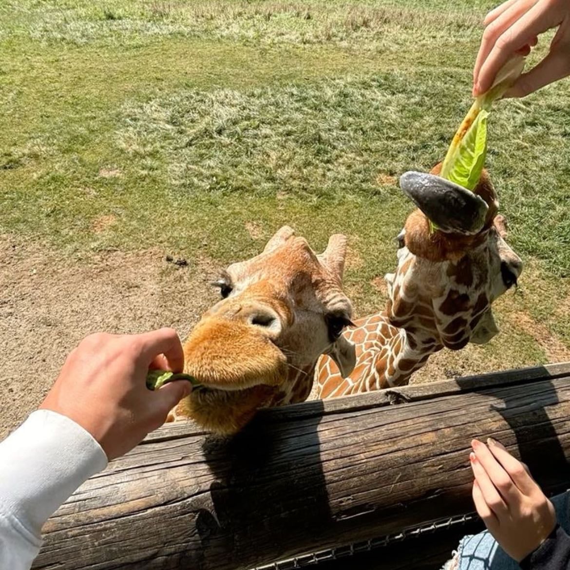 zoo date
