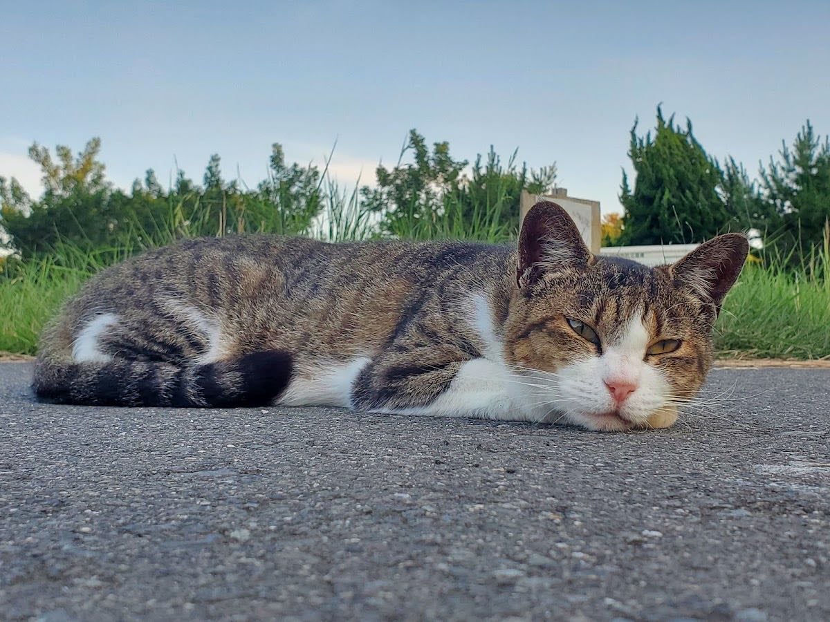 Tashirojima Island - Cat Island