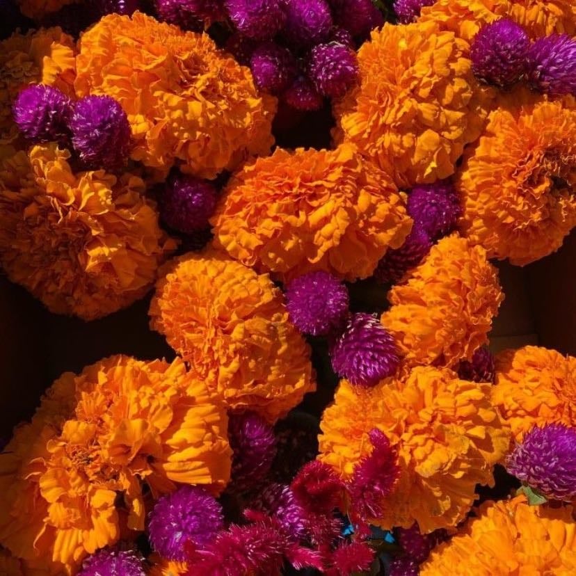 cempasúchil - el cempasúchil es símbolo del día de muertos en méxico , representa la luz y el camino para guiar a los espíritus de los seres queridos