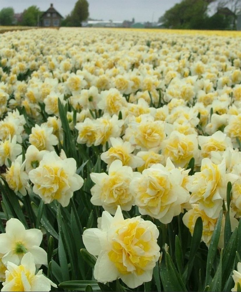 narciso - el narciso es símbolo de vanidad, renovación y nuevos comienzos