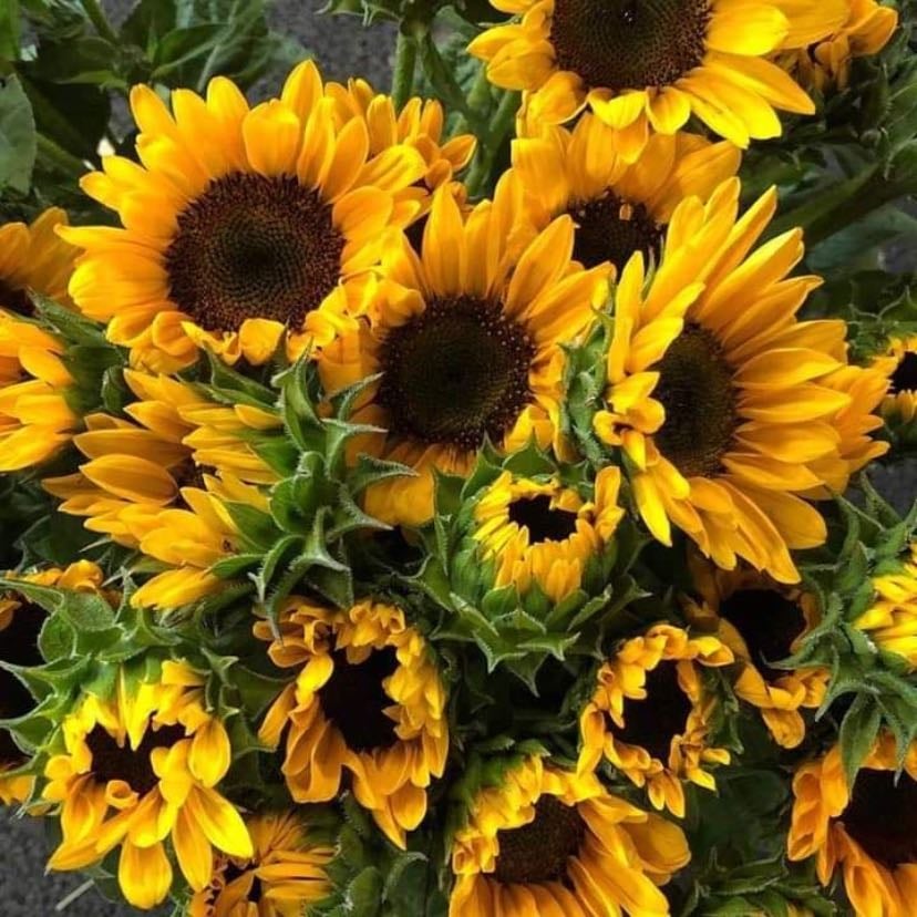 girasol - los girasoles, símbolo de lealtad, adoración y felicidad