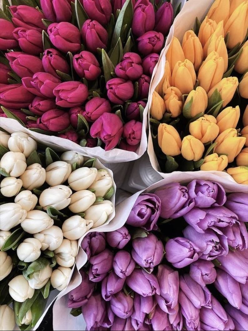 tulipán - el tulipán es símbolo de amor perfecto, pasión y romance