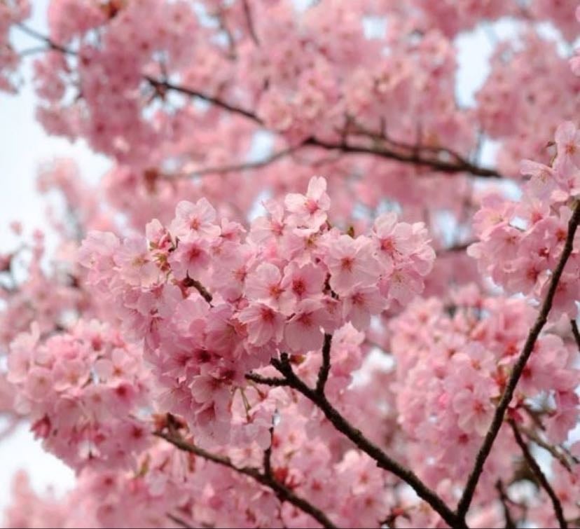 flor de cerezo - la flor de cerezo es símbolo de la vida, la belleza efímera y la renovación. en japón , también representa la fugacidad de la vida