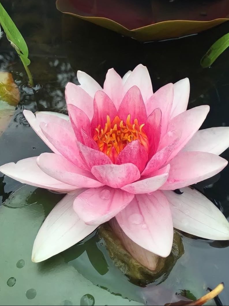 flor de loto - la flor de loto es símbolo de espiritualidad, pureza y renacimiento