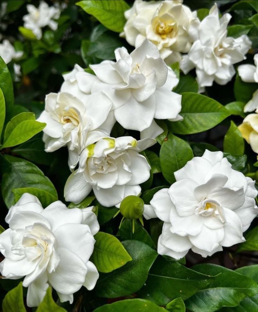 gardenias - las gardenias son símbolo de pureza, secreto y amor silencioso