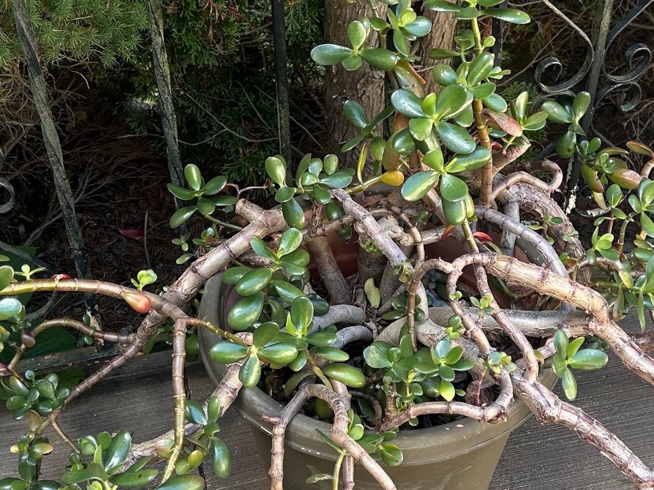 Jade - 9/1/2025 {give or take 50 years}