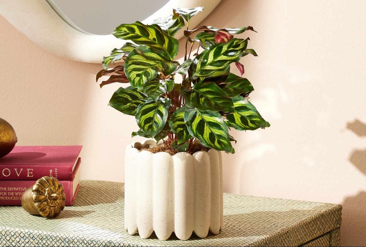 Calathea - 8/28/2025