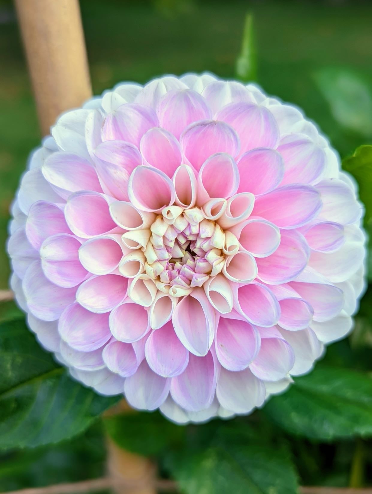 dahlia