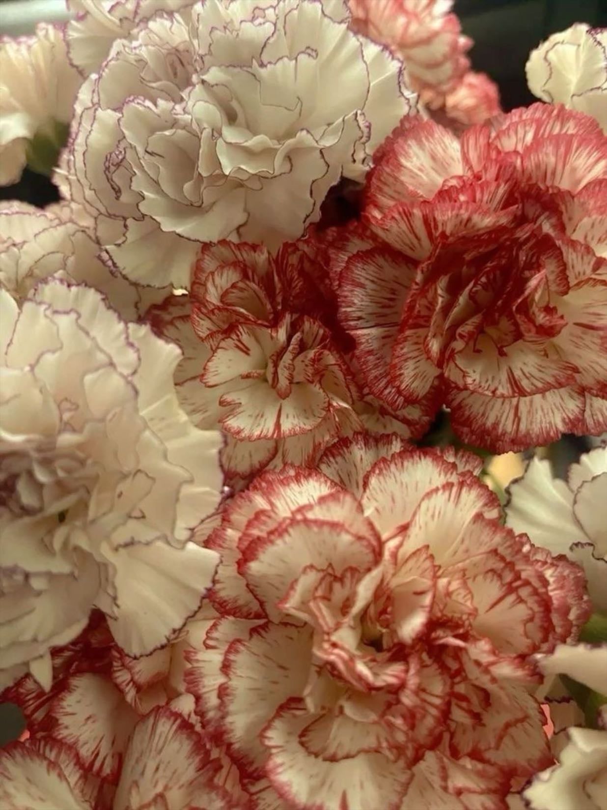 carnations
