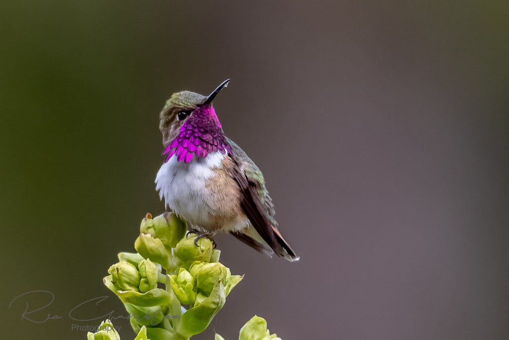 Vallarta Botanical Gardens AC