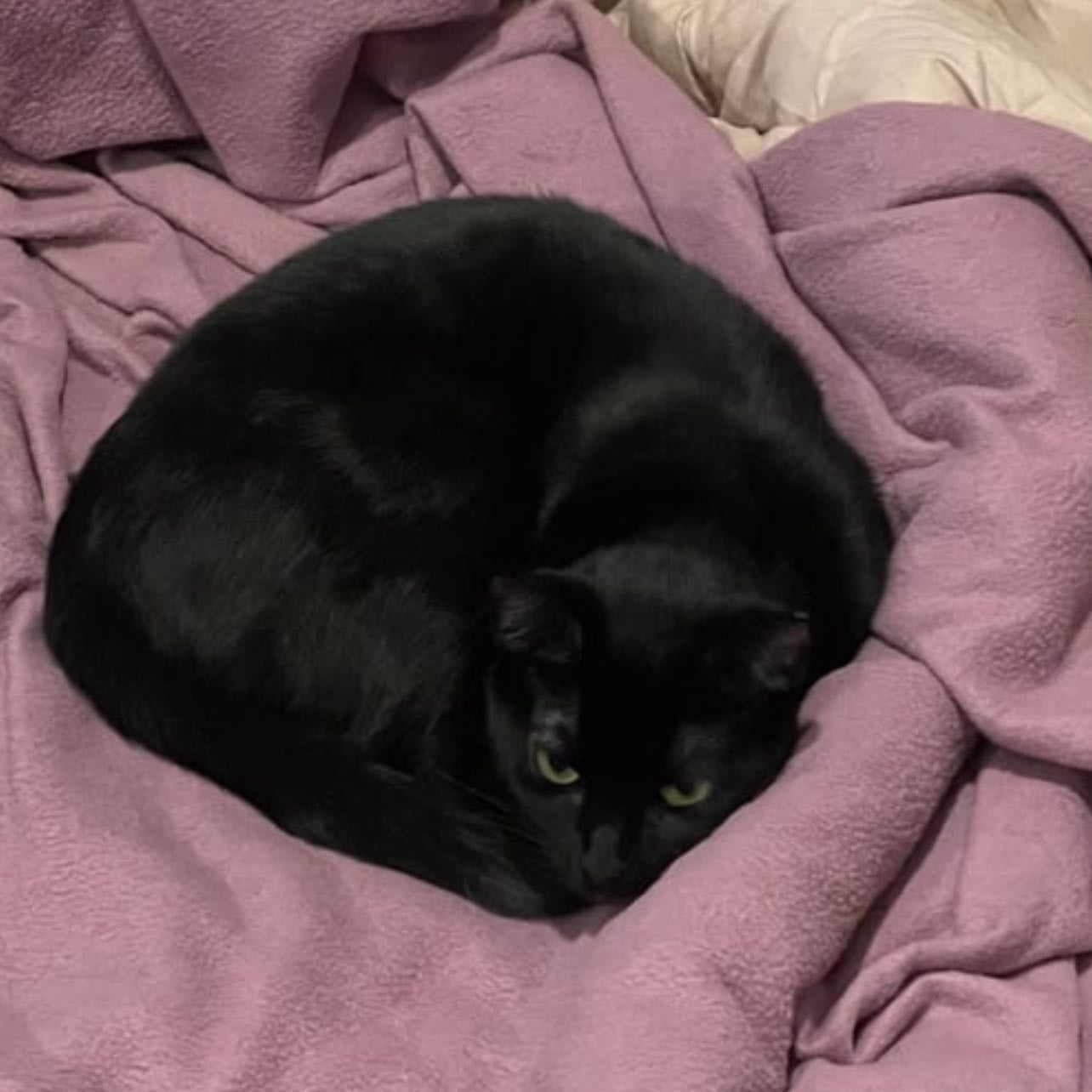 Ter um gato preto chamado teriaki