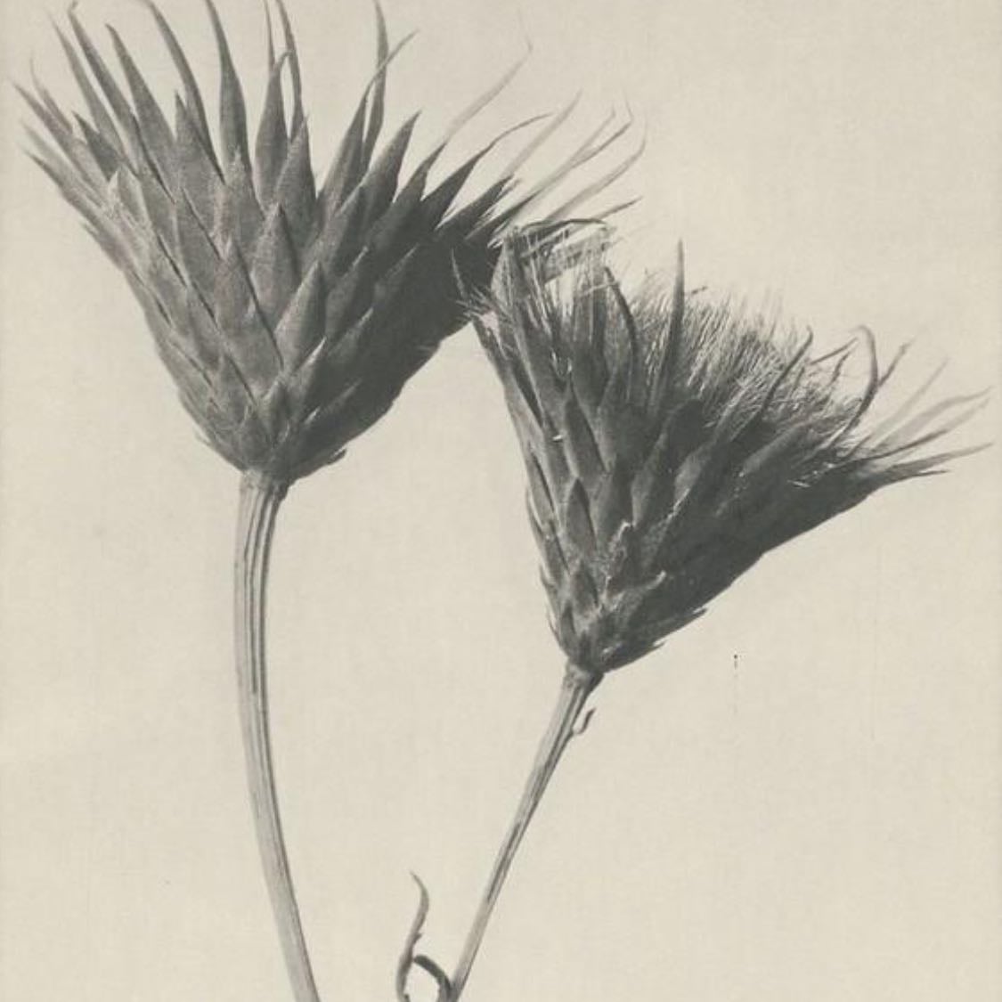 Public.Work - Free public domain image discovery