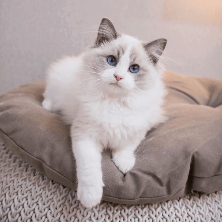 Chaton Ragdoll