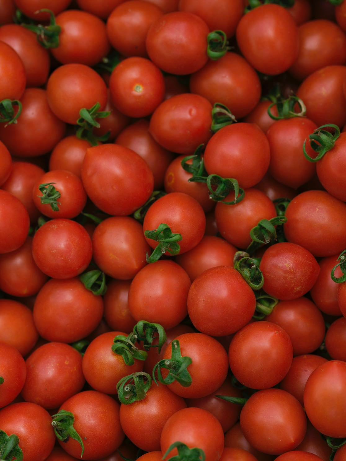 tomate