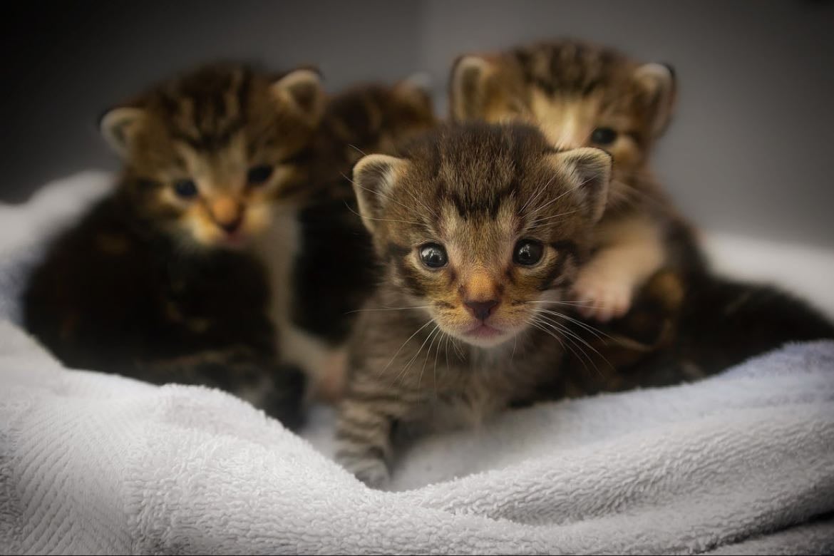 gatos