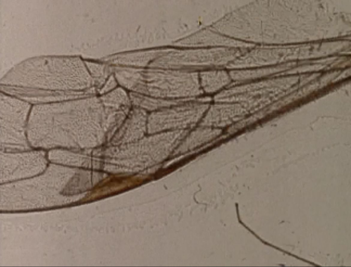 mothlight