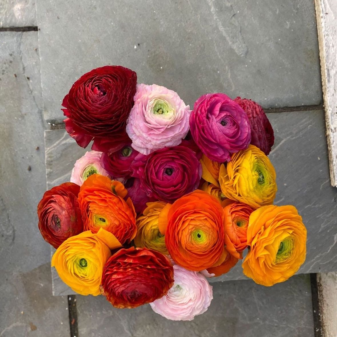 Ranunculus
